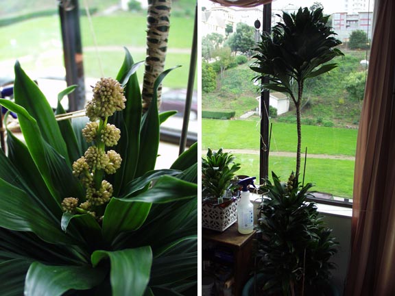 Dracaena compacta